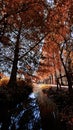 Fantastic tree path near the river. Fall mood.