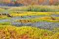 Fall Morning Bog - Loeminster, Ma Oct, 2014 - by Eric L. Johnson Photography