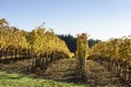 Fall Morning Colors of Vineyards in the Mid Willamette Valley, Marion County, Western Oregon Royalty Free Stock Photo