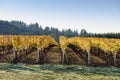 Fall Morning Colors of Vineyards in the Mid Willamette Valley, Marion County, Western Oregon Royalty Free Stock Photo