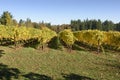 Fall Morning Colors of Vineyards in the Mid Willamette Valley, Marion County, Western Oregon Royalty Free Stock Photo