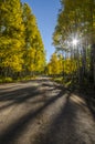 Fall Morning Drive in the Aspens