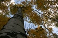 Fall Mountain Landscape of Aspen Grove Royalty Free Stock Photo