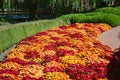 Fall mums in the Chicago garden Royalty Free Stock Photo