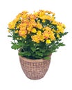 Fall mums flowers Royalty Free Stock Photo