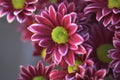 Fall Mums flowers Royalty Free Stock Photo