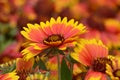 Fall Mums Orange and Yellow