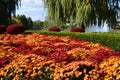 Fall Mums Royalty Free Stock Photo