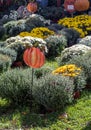 Fall mums for sale at a beautiful Michigan USA farm