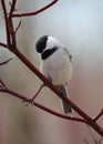 Fall is my Favorite: Chickadee Branch Royalty Free Stock Photo