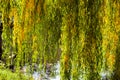 Fall nature. Autumn nature in Central park. Seasonal fall willow tree. Park willow tree pond in New York. Willow tree in autumn