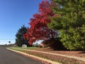 Fall nature autumn trees