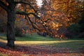 Beautiful autumn oak tree in a park stock images
