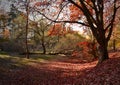 Beautiful autumn red oak tree in a park stock images