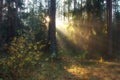 Fall nature. Sunny morning in autumn forest. Beautiful sunbeams through trees in autumnal forest Royalty Free Stock Photo