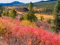 Fall in northern wilderness, Yukon T, Canada Royalty Free Stock Photo