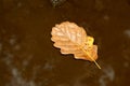 Fall oak leaf. Caught rotten old oak leaf on stone in blurred water of mountain river Royalty Free Stock Photo