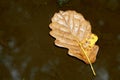 Fall oak leaf. Caught rotten old oak leaf on stone in blurred water of mountain river. Royalty Free Stock Photo