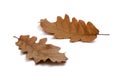 Fall oak leaves Royalty Free Stock Photo