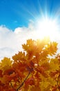Fall oak leaves Royalty Free Stock Photo