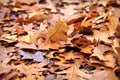 Fall oak leaves Royalty Free Stock Photo