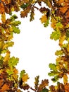 Fall oak leaves