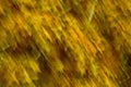 Fall oak leaves abstract background using ICM