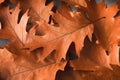 Fall oak leaves background closeup Royalty Free Stock Photo