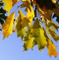 Fall oak leaves Royalty Free Stock Photo