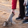 In the fall, in the old city park, a senior woman feeds a pretty little squirrel from her hand