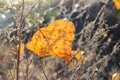 Fall orange poplar leaf on the background of dry grass. Autumn backdrop