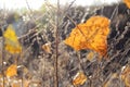 Fall orange poplar leaf on the background of dry grass. Autumn backdrop Royalty Free Stock Photo