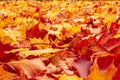 Fall orange and red autumn leaves on ground