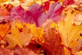 Fall orange and red autumn leaves on ground