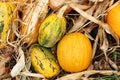 Fall outdoor pumpkin at kitchen garden. Harvest, Halloween, organic natural vegan food