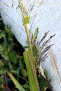 Fall Panicum   603053 Royalty Free Stock Photo