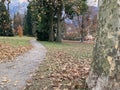 Fall park with driveway and roadside trees with dry leaves Royalty Free Stock Photo