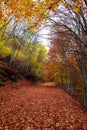 A fall path with colorful leaves Royalty Free Stock Photo