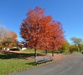 A Fall Path Royalty Free Stock Photo