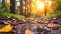 Fall Path with Sunlight and Leaves Covering the Ground Royalty Free Stock Photo