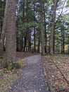 Fall path in the woods