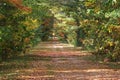 Fall pathway with colorfull leaves and trees