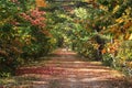 Fall pathway with colorfull leaves and trees