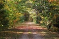 Fall pathway with colorfull leaves and trees