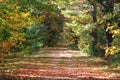 Fall pathway with colorfull leaves and trees