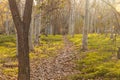 Fall pathway with trees and leaves on floor