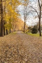 Fall pathway with trees and leaves on floor