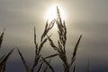 Two meadow grasses together at obscure sunrise