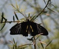 A Mormon Butterfly Royalty Free Stock Photo