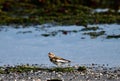 A Snow Bunting